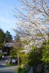 鎌倉の桜と寺
