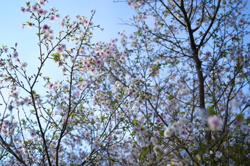 鎌倉の桜と寺