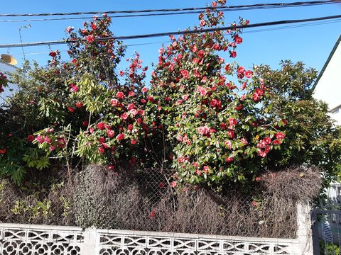Las camelias florecen en primavera en toda Galicia, alegrando sus parques y jardines.
