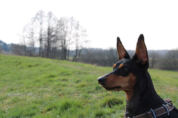 German Pincher / Deutscher Pinscher watching from on top of a dyke