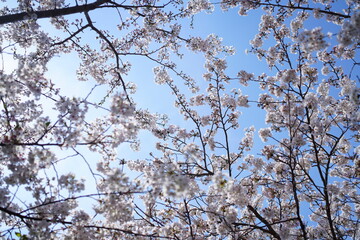 鎌倉の桜と寺
