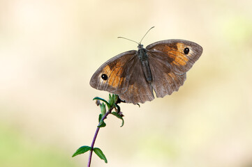 a Butterfly Maniola jurtina in the early morning on a glade awaiting dawn
