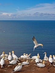 Kolonie von Basstölpeln (Morus Bassanus) auf der Insel Helgoland
