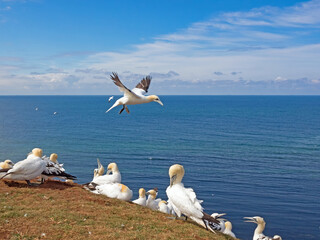Kolonie von Basstölpeln (Morus Bassanus) auf der Insel Helgoland