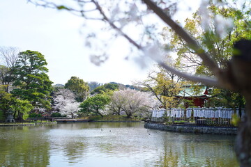 Naklejka premium 鎌倉の桜と寺