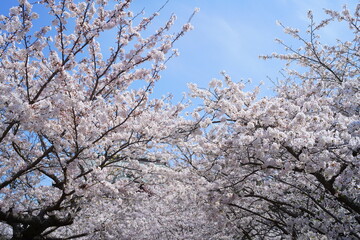 鎌倉の桜と寺