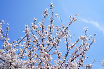 鎌倉の桜と寺