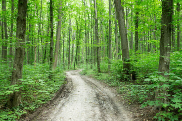 Naklejka premium green Forest trees. nature green wood sunlight backgrounds
