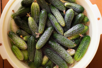 harvest of fresh green cucumbers prepared for pickling.