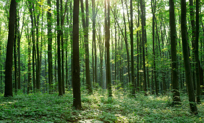 Plakat green Forest trees. nature green wood sunlight backgrounds