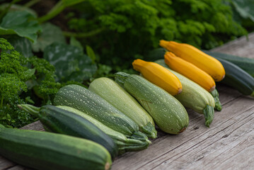 a large harvest of green spotted zucchini was harvested in the garden against a background of greenery. gardening and farming concept.