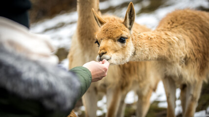 Llama eating in zoo in Switzerland 