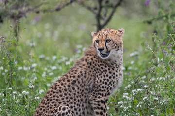 Young Cheetah looking, Tanzania safari 