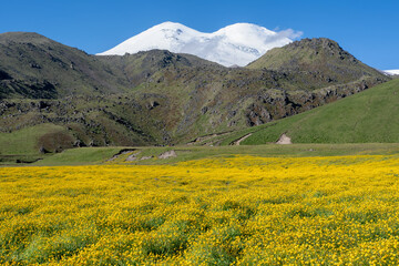 Fototapeta premium View of Mount Elbrus (from the north) with meadow of buttercups on the foreground. Prielbrusye National Park, Kabardino-Balkaria, Caucasus, Russia..