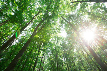 Obraz na płótnie Canvas green Forest trees. nature green wood sunlight backgrounds