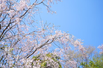 鎌倉の桜と寺