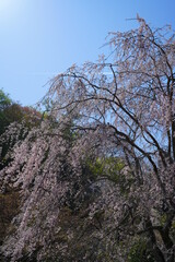 鎌倉の桜と寺