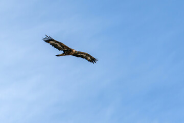 Eagle is flying on the background of blue sky. Caucasus, Russia.