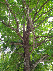 Fototapeta na wymiar old oak tree