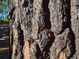 burnt tree bark after forest fire