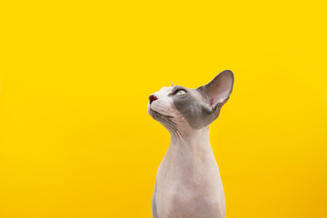Profile attentive sphynx cat looking up. Isolated on yellow background.