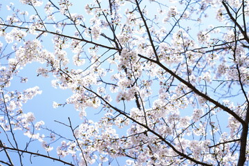 鎌倉の桜と風景