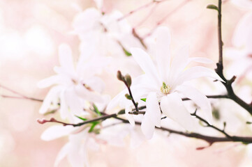 Spring delicate magnolia blossom, springtime white flowers bloom, pastel and soft floral card, selective focus, shallow DOF, toned