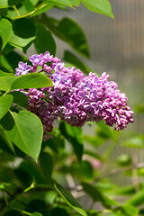 A branch with gentle lilac double lilac flowers in a spring garden.