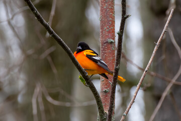 Adult male Baltimore Oriole on a tree branch in spring