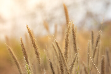 Close-up view of the grass flower.