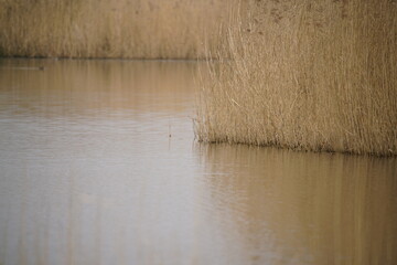 Schilfrohr, hohes Gras an einem stillen See, Phragmites australis zur Frühlingszeit in beige und...