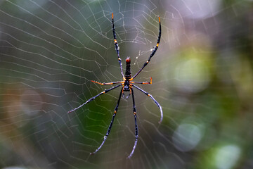 spider on the web