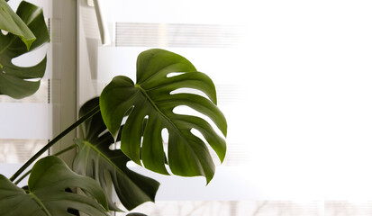 There are white blinds on the window, and a monstera plant stands on the sill.