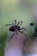 Tarantula on a web