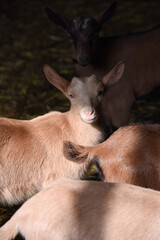 capra capretto capre 