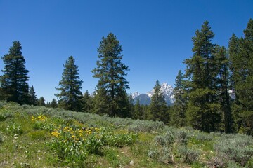 Fototapeta na wymiar Wild flowers in Grand Teton National Park in Wyoming