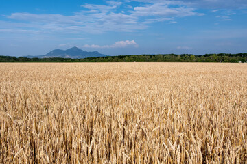 Wheat field with Beshtau mount on the background. Stavropol Krai, Caucasus, Russia.