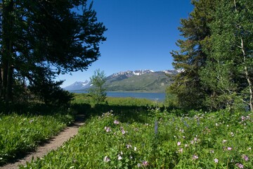Wild flowers in Grand Teton National Park in Wyoming