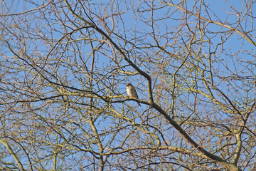 Singvogel