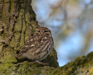 Little owl (Athene noctua ) perched in a tree.