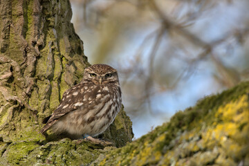 Little owl (Athene noctua ) perched in a tree.