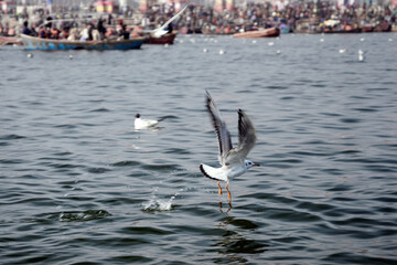 seagull in the river, Ganges, Prayagraj, India