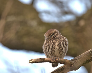 Little owl (Athene noctua ) perched in a tree.