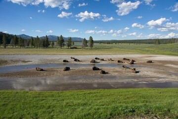Obraz premium Buffalo in Yellowstone National Park in Wyoming