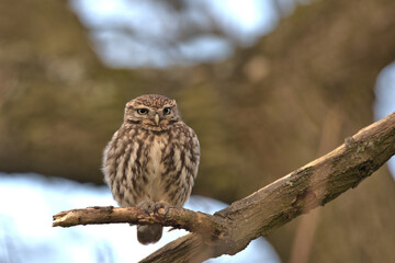Little owl (Athene noctua ) perched in a tree.