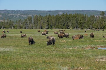 Buffalo in Yellowstone National Park in Wyoming
