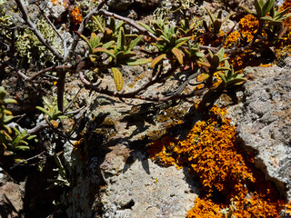 orange lichen growing on sharp edged volcanic rocks