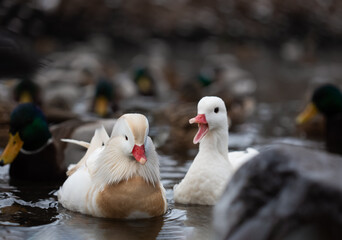 Male and female white mandarin ducks albino having conversation swimming in lake