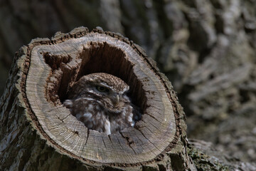 Little owl (Athene noctua ) In a hole in a tree.