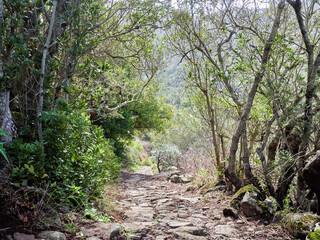 Fototapeta na wymiar Hiking trail leading through the forest